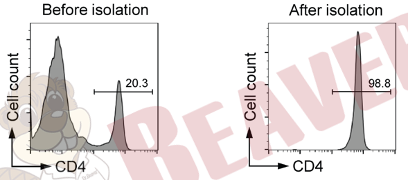 小鼠CD4+ T细胞磁珠法分选试剂盒（阴选法）磁珠分选 细胞