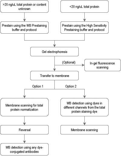 VersaBlot™ 总蛋白标准化试剂盒 CF®770T (