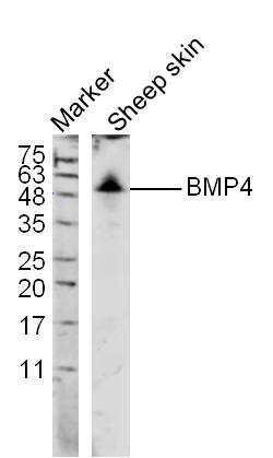 Anti-BMP4 Polyclonal Antibody
