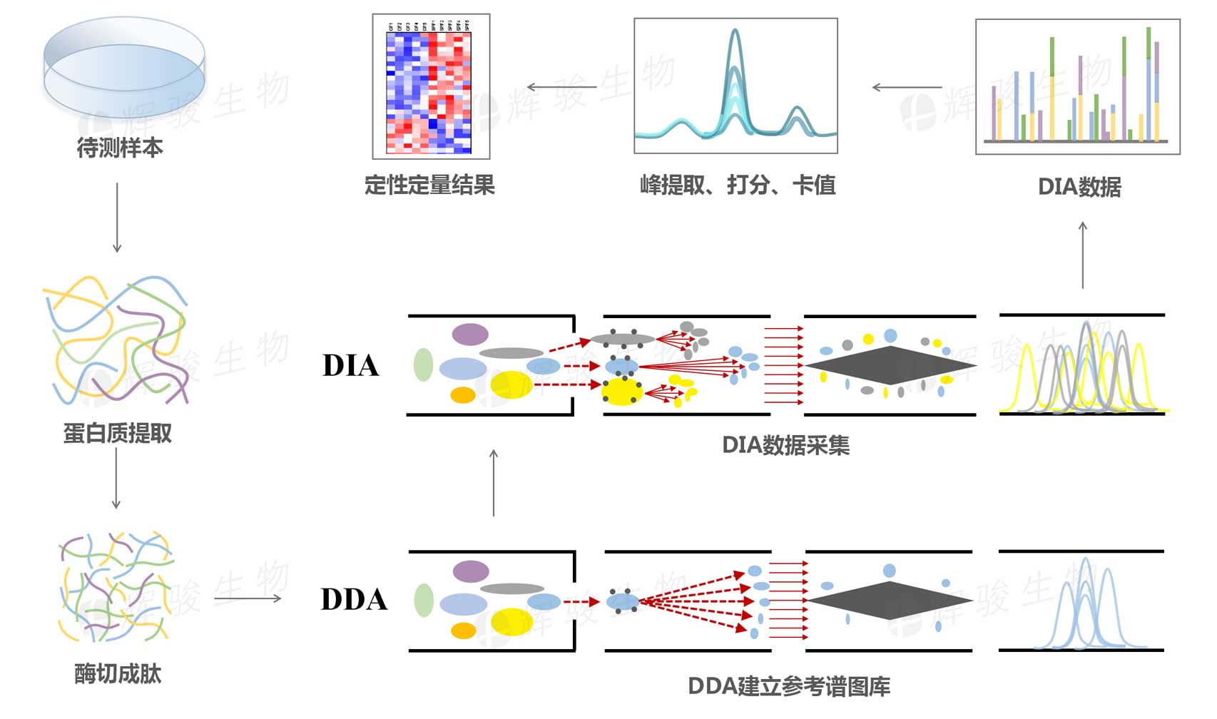 DIA技术服务,DIA全息扫描定量实验检测,DIA蛋白质组学.jpg DIA技术服务,DIA全息扫描定量实验检测,DIA蛋白质组学.jpg