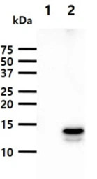 FABP9 antibody [AT13F9]
