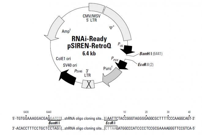 RNAi-Ready pSIREN-RetroQ 质粒图谱