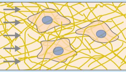 ibidi三维精彩世界｜3D细胞培养与类器官模型构建