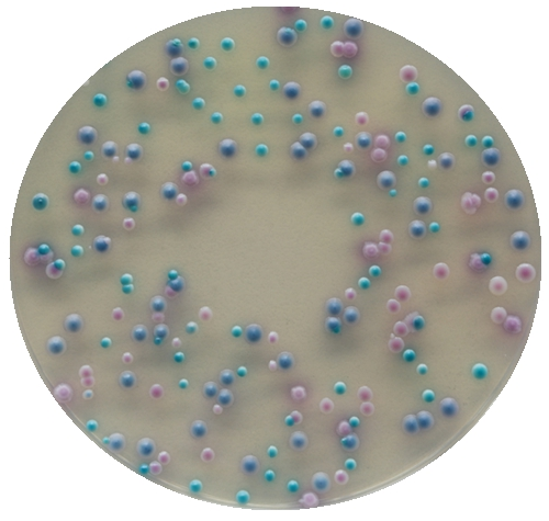 念珠菌显色培养基平板 念珠菌显色琼脂平板 环凯一次性成品