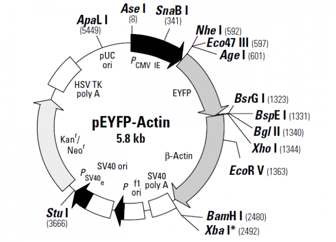 pEYFP-Actin 质粒图谱