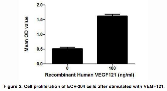 血管内皮生长因子121(VEGF121)活性蛋白