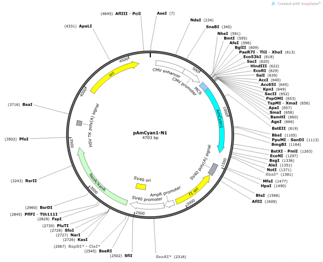 pDsRed2-1 载体图谱