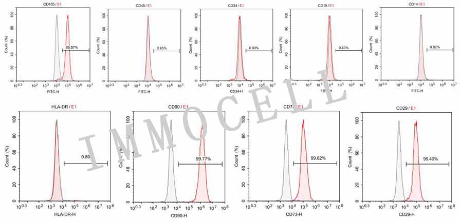 人脐带间充质干细胞（流式鉴定/三系分化）