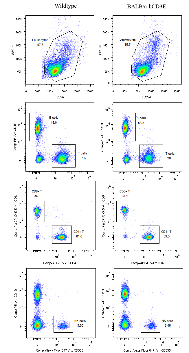 BALB/c-Tg(hCD3E） 人源化小鼠 转基因模型