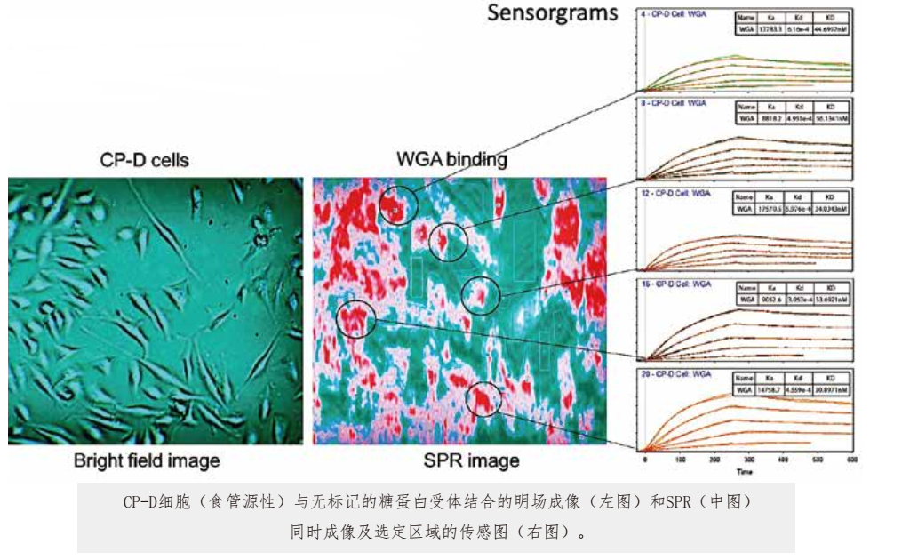 细胞原位分子互作动态分析系统