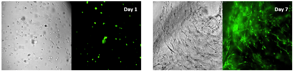 VitroGel® Hydrogel Matrix