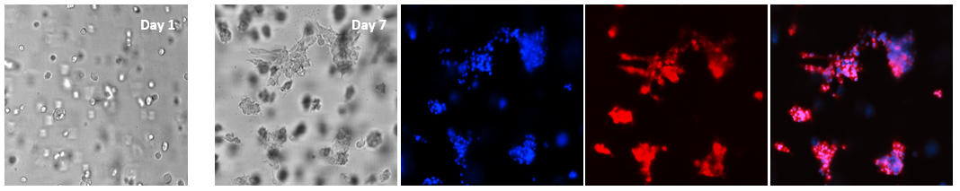VitroGel® Hydrogel Matrix
