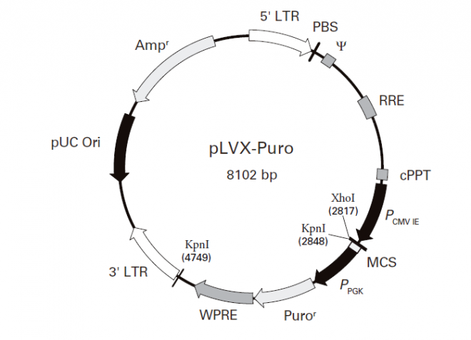 pLVX-Puro 载体图谱