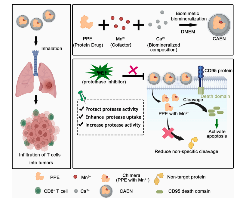 文献解读 | 基于弹性蛋白酶—金属辅助因子的纳米复合物可增强靶蛋白裂解活性和协同抗肿瘤作用