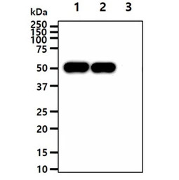 ENO1 + ENO2 antibody [AT1G7]