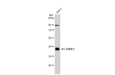 CHI3L1 antibody