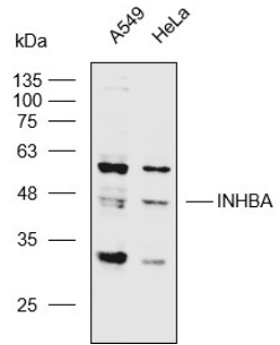 Anti-INHBA Polyclonal Antibody