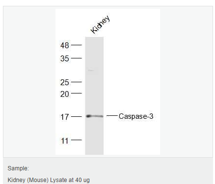 607640a78bed2.png image.png