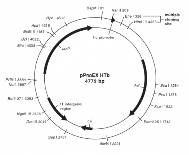 pPROEX HTb质粒图谱谱