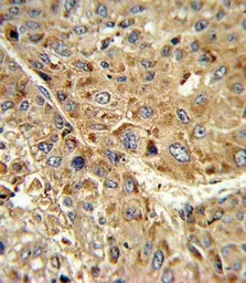 GPX1 antibody