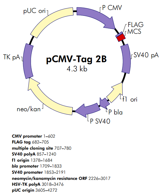 pCMV-Tag 2B 质粒图谱