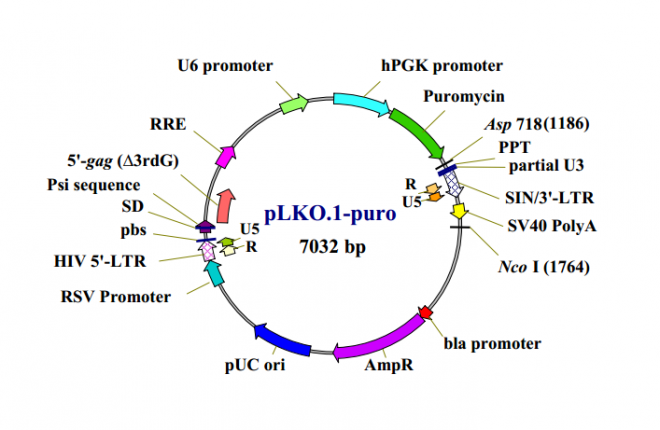 pLKO.1 puro 质粒图谱
