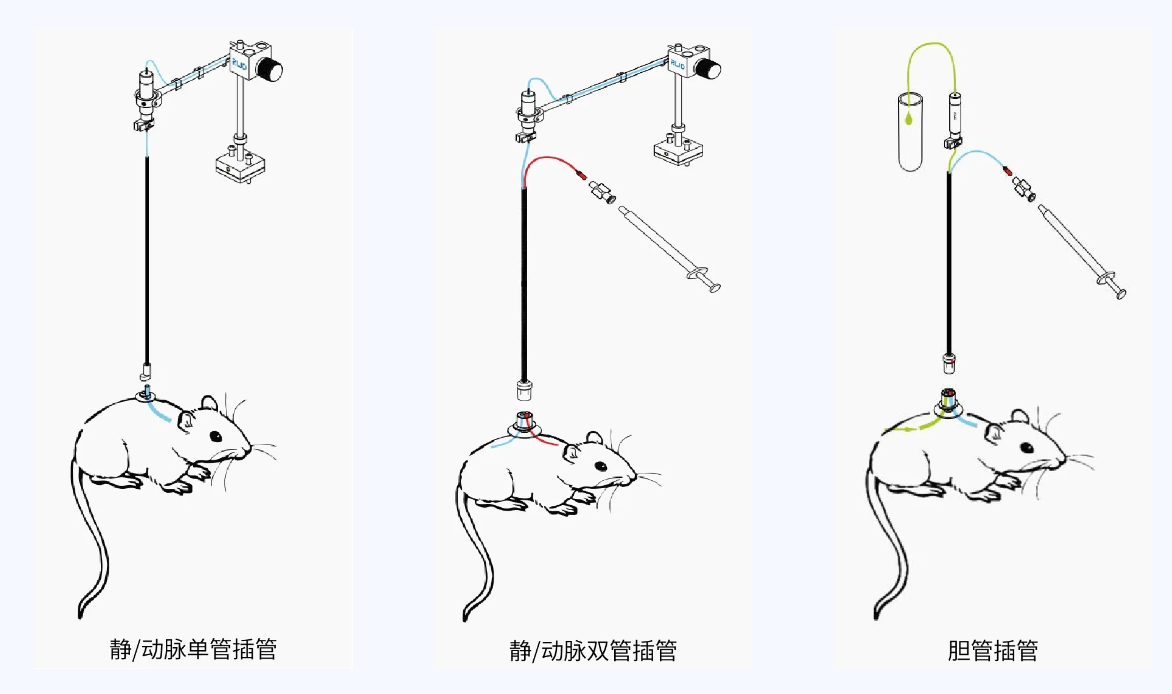 瑞沃德小动物颈静脉插管采血及给药培训班报名火热开启!