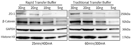 Western快速转膜液(Powder)