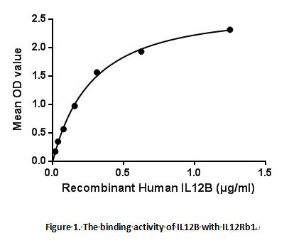 白介素12B(IL12B)活性蛋白