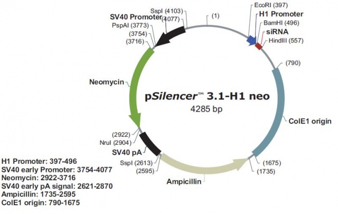 pSilencer 3.1-H1 neo 质粒图谱