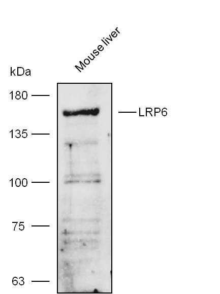 Anti-LRP6 Polyclonal Antibody