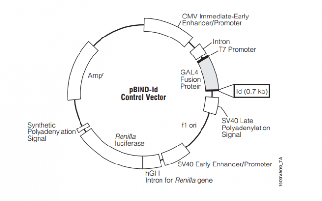 pBIND-Id Control载体 