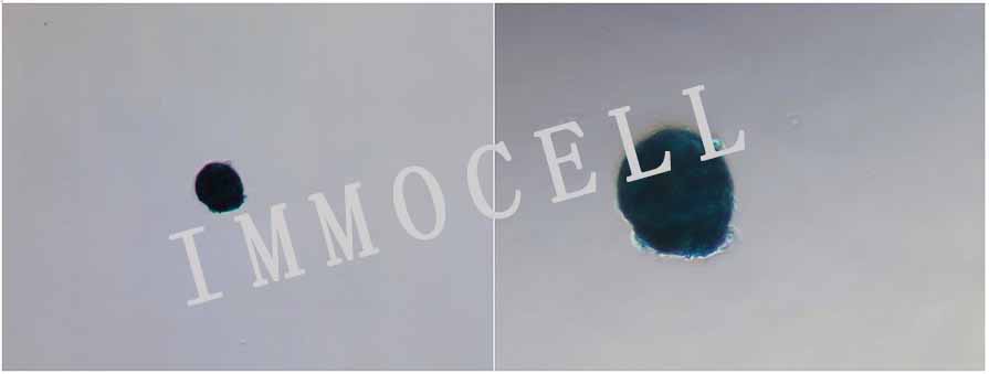 人脐带间充质干细胞（流式鉴定/三系分化）