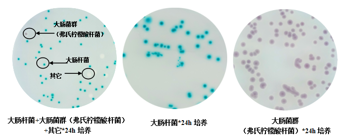 大肠菌群大肠杆菌显色培养基(ECC)