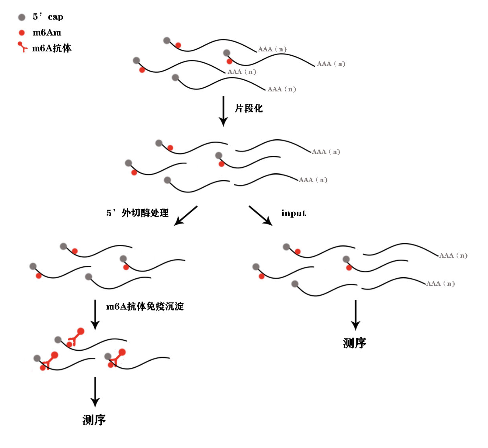 m6Am测序流程图