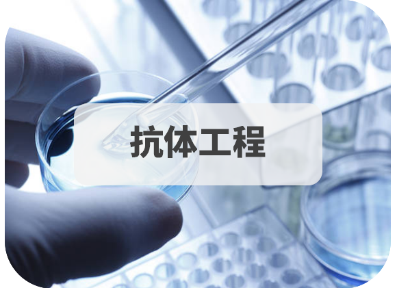 抗体工程.png