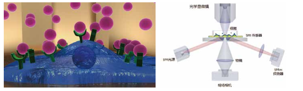细胞原位分子互作动态分析系统