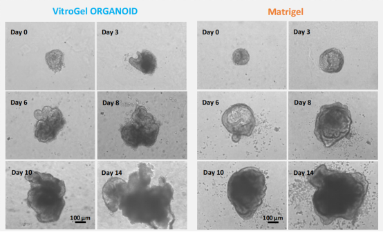VitroGel® ORGANOID