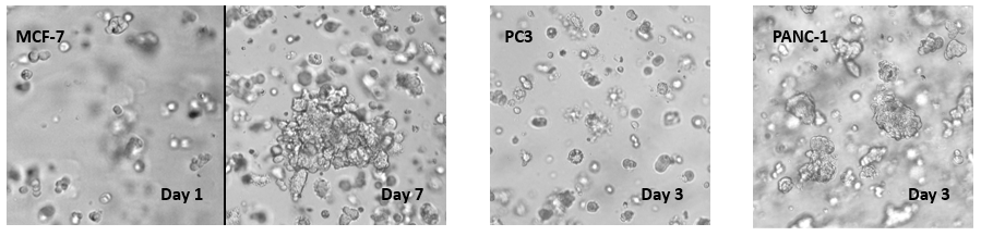 VitroGel® Hydrogel Matrix