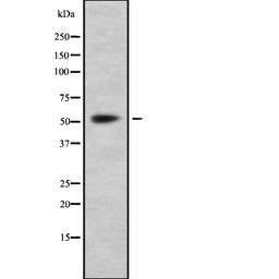 LAT1 / SLC7A5 antibody