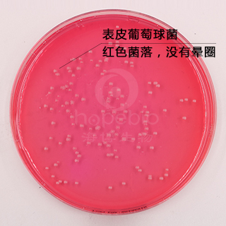 甘露醇卵黄培养基基础