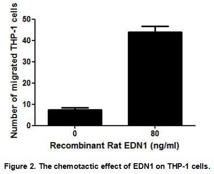 内皮素1(EDN1)活性蛋白