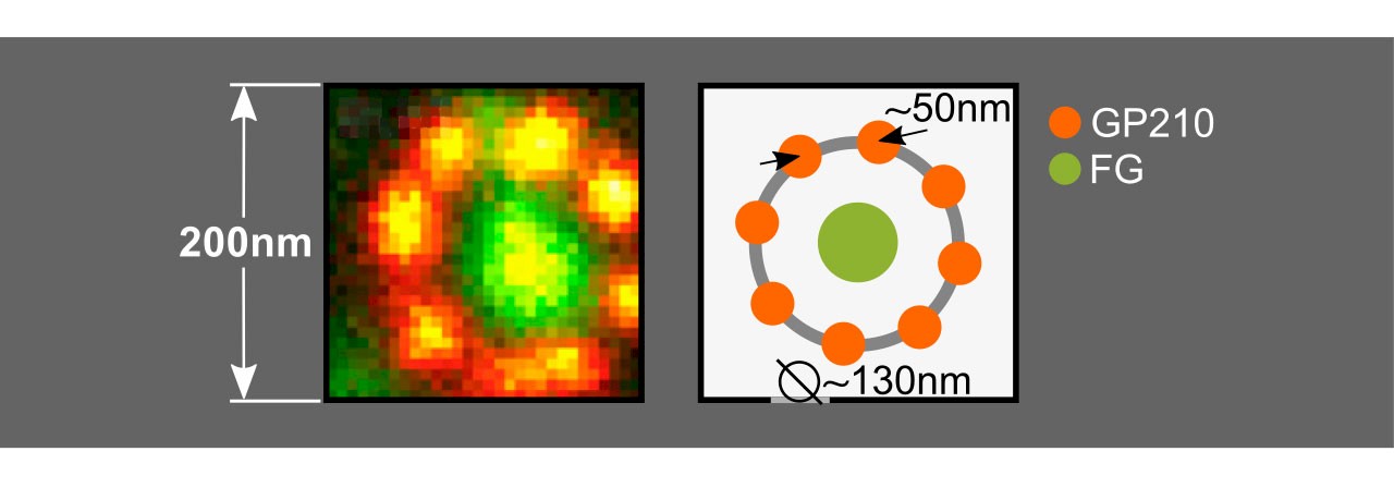 Infinity Line-STED超高分辨率显微镜