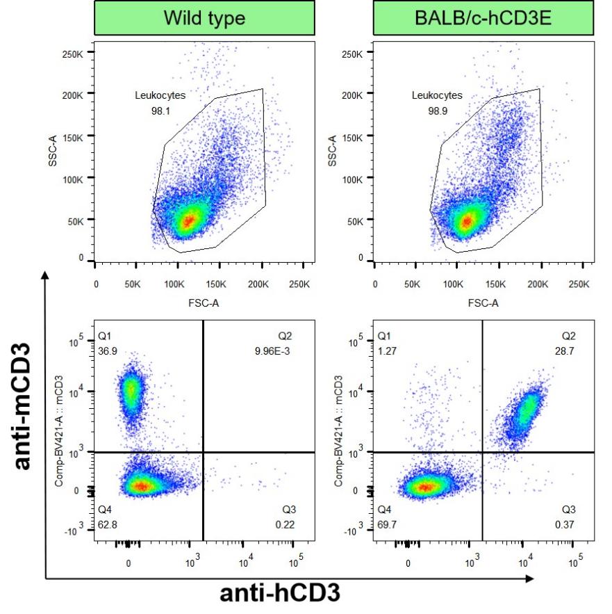 BALB/c-Tg(hCD3E） 人源化小鼠 转基因模型
