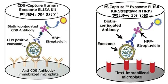 总结外泌体的鉴定方式|产品推荐|西宝生物科技(上海)股份有限公司-咨询电话:400-021-8158 总结外泌体的鉴定方式|产品推荐|西宝生物科技(上海)股份有限公司-咨询电话:400-021-8158