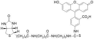 FLUORESCEIN BIOTIN 80019