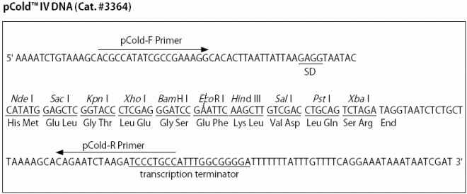 pCold IV多克隆位点