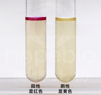 胰蛋白胨水培养基