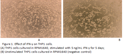 干扰素γ(IFNg)活性蛋白