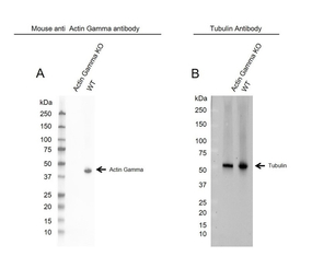 Actin Gamma 1 antibody [2A3]